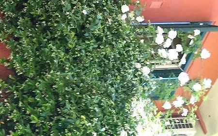 Emi's Bed & Breakfast